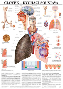Člověk - dýchací soustava - tabule 67×96 cm (š/v)