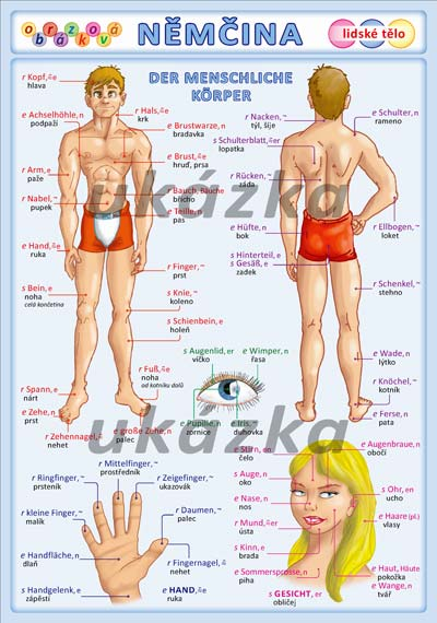 Obrázková němčina - Lidské tělo /tabulka A5/ - Kupka Pter - list A5 (dvě strany)
