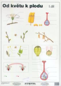 Od květu k plodu I - tabulka A4 - lamino (21 x 30 cm)